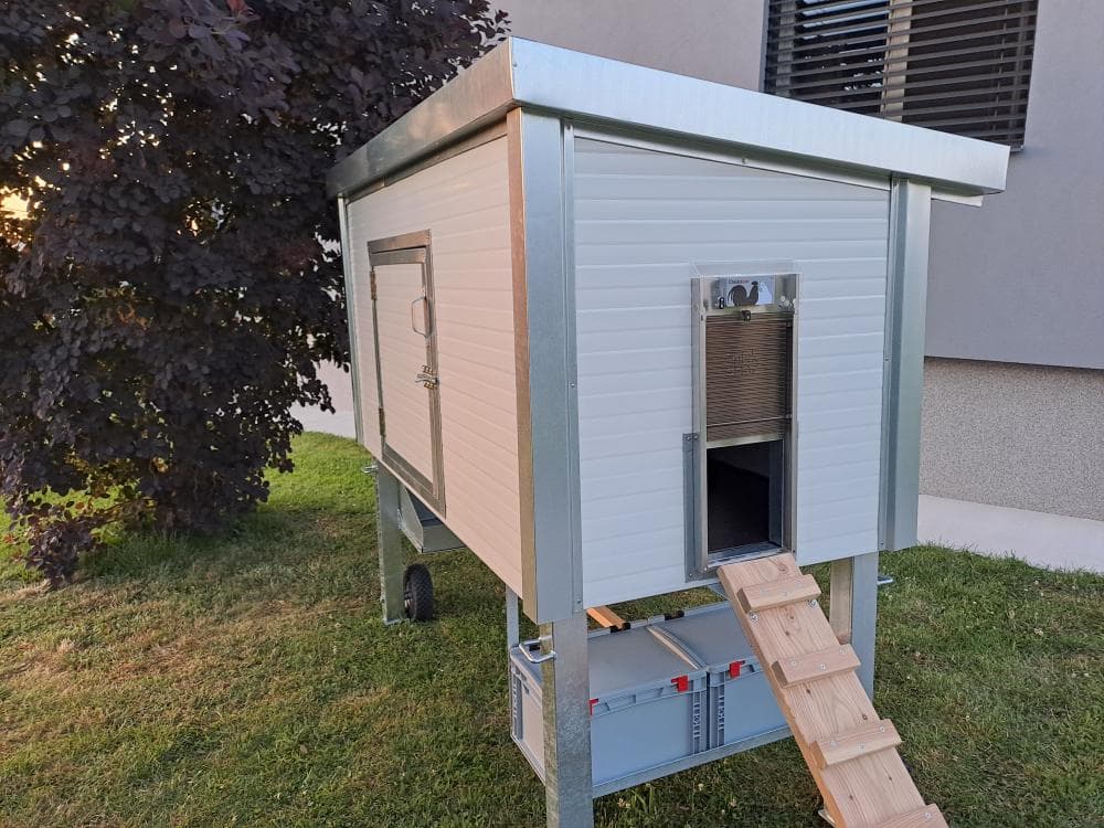 Spokojené slepice sbírají potravu